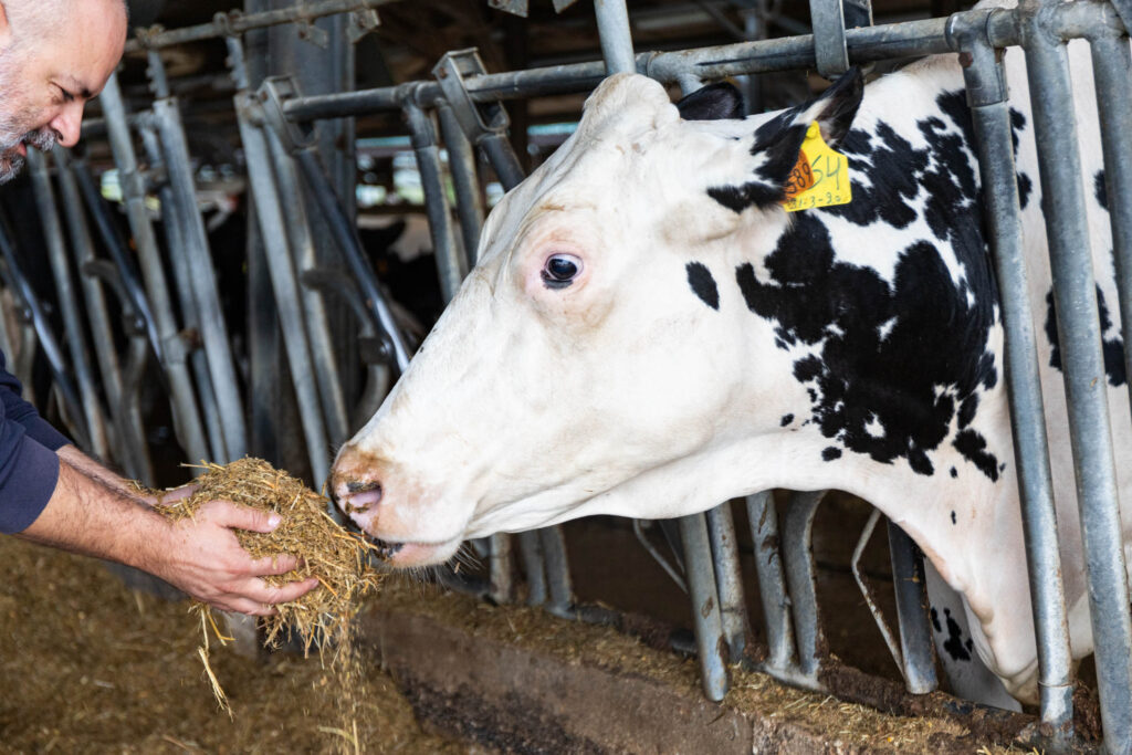 Holstein Friesian cattle